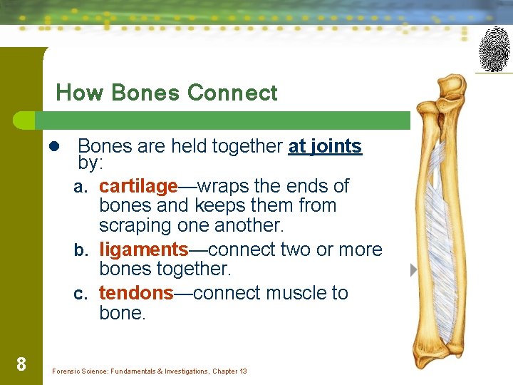 How Bones Connect l Bones are held together at joints by: a. cartilage—wraps the
