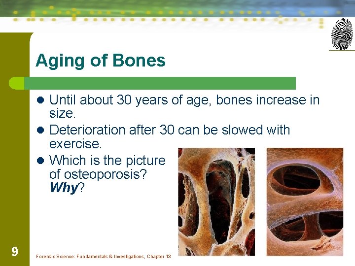 Aging of Bones l Until about 30 years of age, bones increase in size.