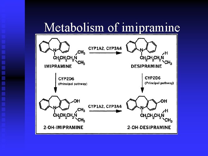 Metabolism of imipramine 