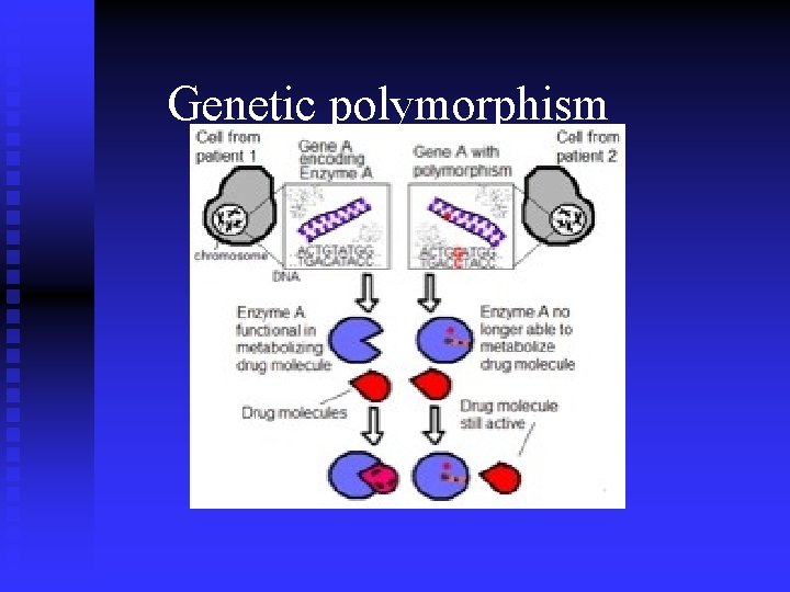 Genetic polymorphism 