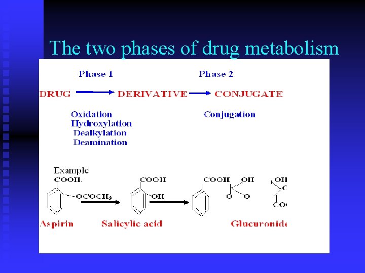 The two phases of drug metabolism 
