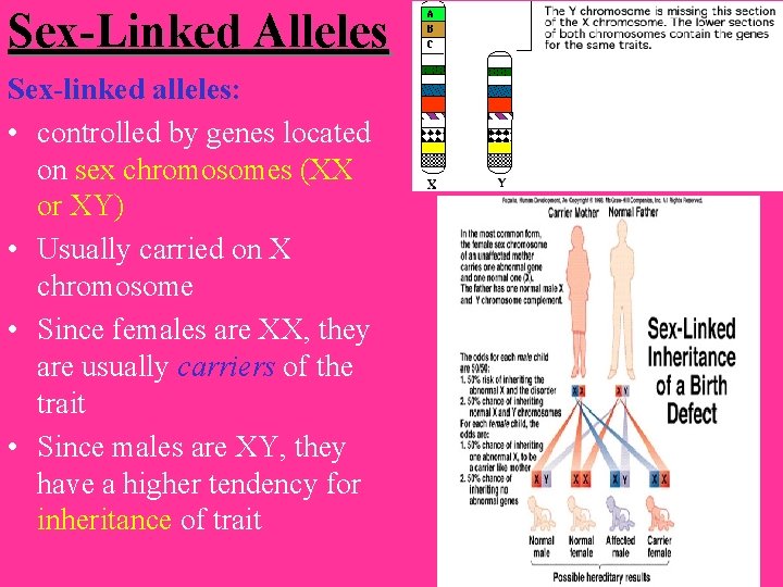 Sex-Linked Alleles Sex-linked alleles: • controlled by genes located on sex chromosomes (XX or
