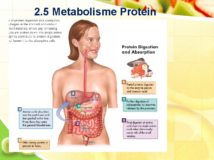 2. 5 Metabolisme Protein 