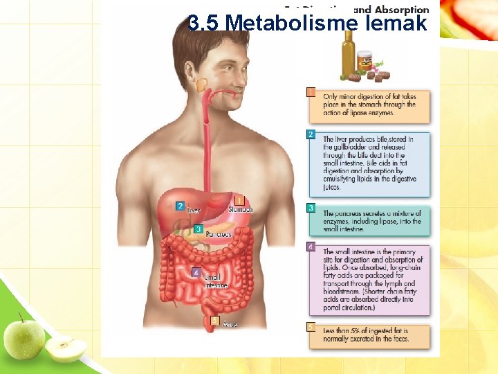 3. 5 Metabolisme lemak 