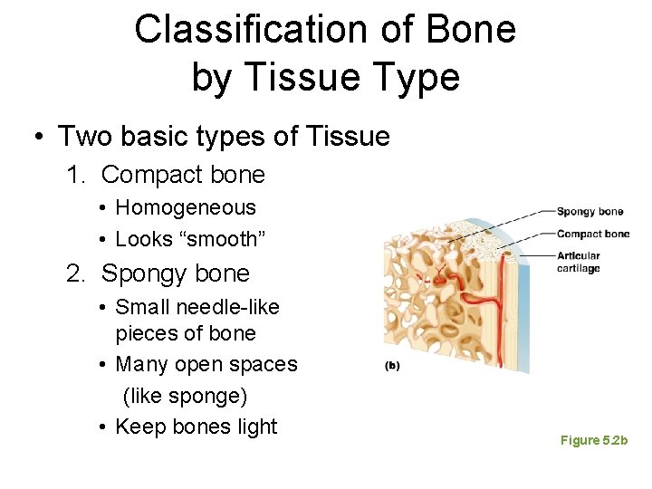 Classification of Bone by Tissue Type • Two basic types of Tissue 1. Compact