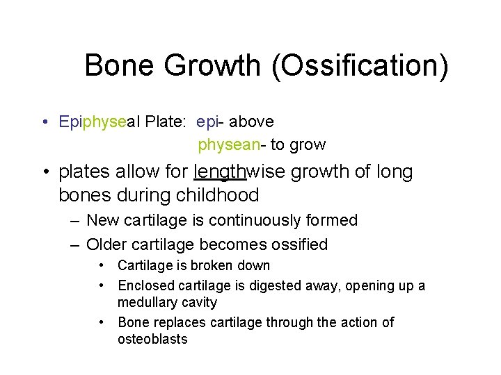 Bone Growth (Ossification) • Epiphyseal Plate: epi- above physean- to grow • plates allow