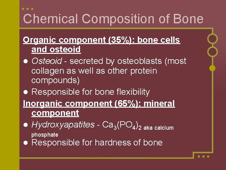 Chemical Composition of Bone Organic component (35%): bone cells and osteoid l Osteoid -