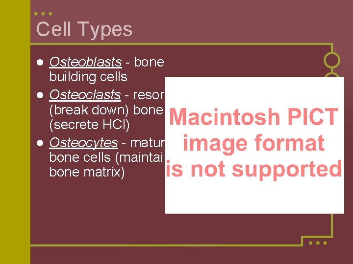 Cell Types Osteoblasts - bone building cells l Osteoclasts - resorb (break down) bone