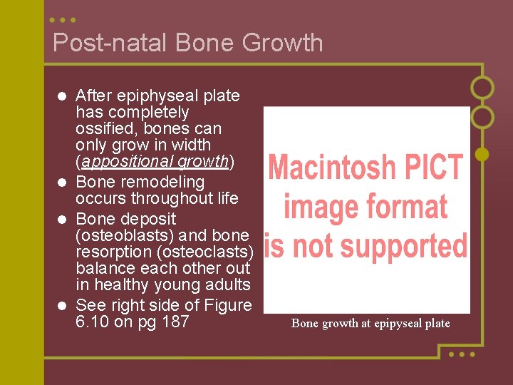 Post-natal Bone Growth After epiphyseal plate has completely ossified, bones can only grow in