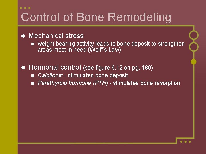 Control of Bone Remodeling l Mechanical stress n l weight bearing activity leads to