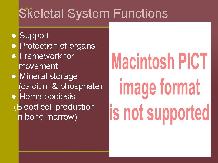 Skeletal System Functions Support Protection of organs Framework for movement l Mineral storage (calcium