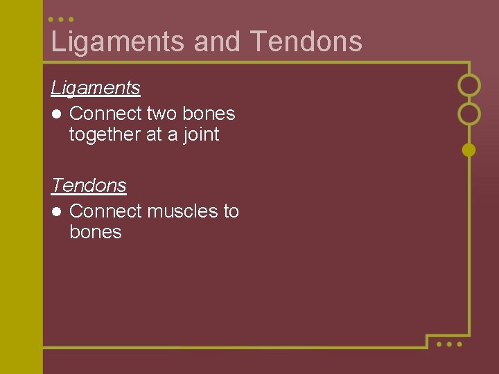Ligaments and Tendons Ligaments l Connect two bones together at a joint Tendons l
