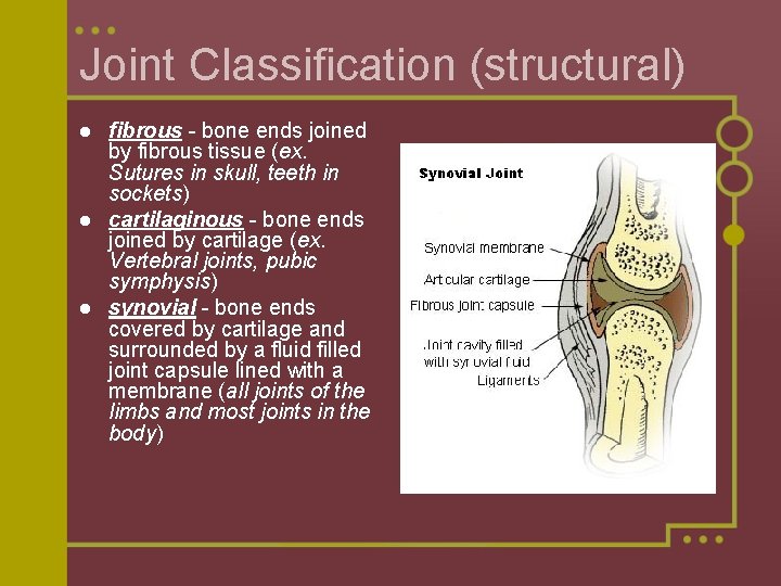 Joint Classification (structural) fibrous - bone ends joined by fibrous tissue (ex. Sutures in