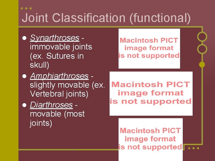 Joint Classification (functional) Synarthroses immovable joints (ex. Sutures in skull) l Amphiarthroses slightly movable