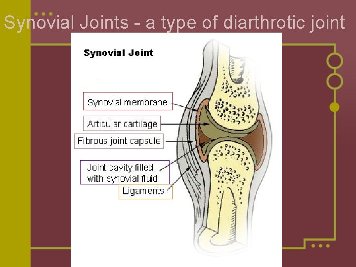 Synovial Joints - a type of diarthrotic joint 