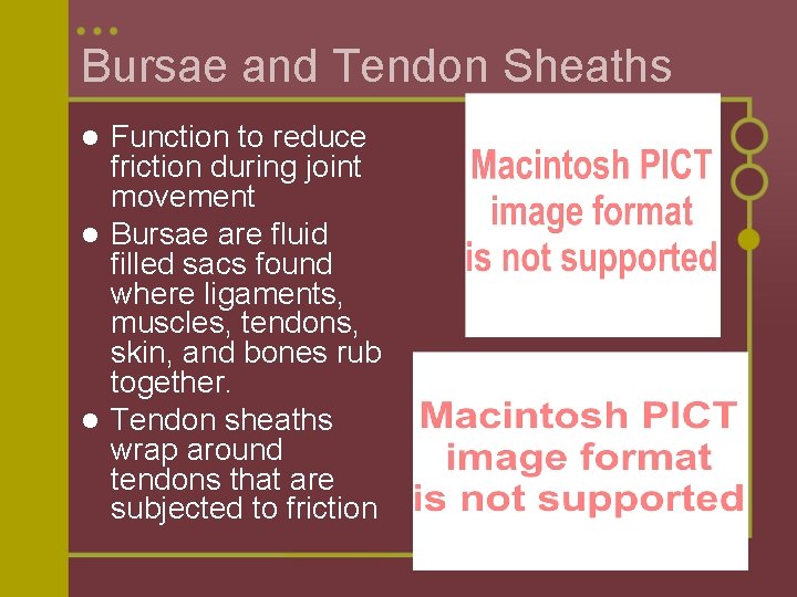 Bursae and Tendon Sheaths Function to reduce friction during joint movement l Bursae are