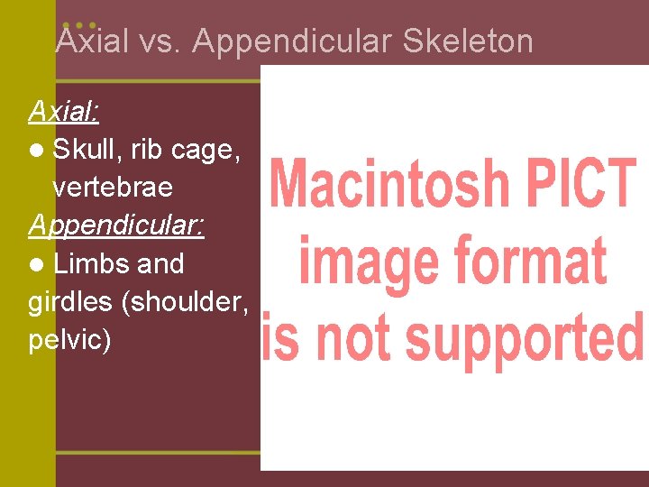 Axial vs. Appendicular Skeleton Axial: l Skull, rib cage, vertebrae Appendicular: l Limbs and