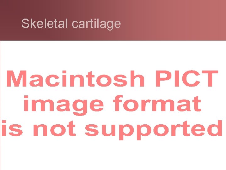 Skeletal cartilage Properties of cartilage: l Made of mostly water l Contains cells called
