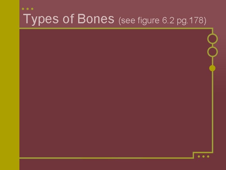 Types of Bones (see figure 6. 2 pg. 178) 