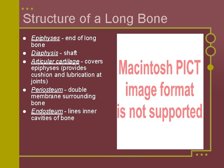 Structure of a Long Bone l l l Epiphyses - end of long bone