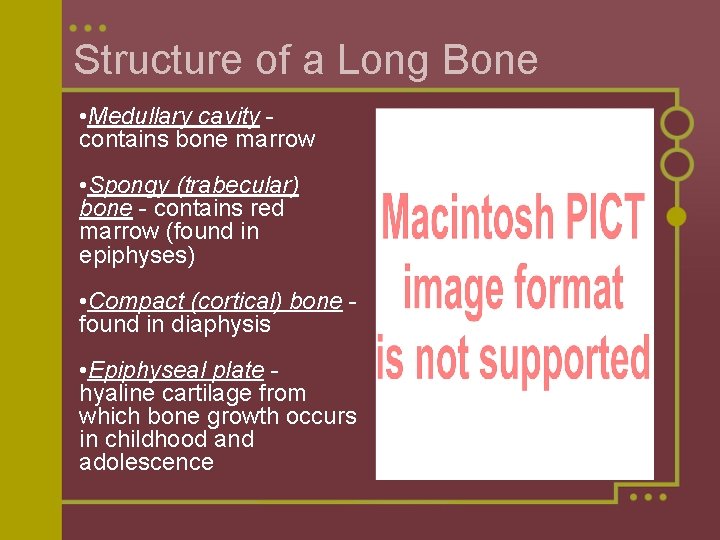 Structure of a Long Bone • Medullary cavity contains bone marrow • Spongy (trabecular)