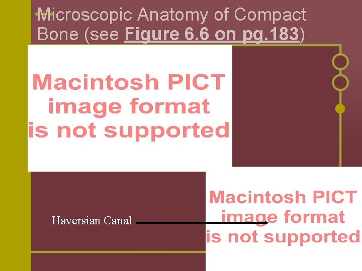 Microscopic Anatomy of Compact Bone (see Figure 6. 6 on pg. 183) Haversian Canal