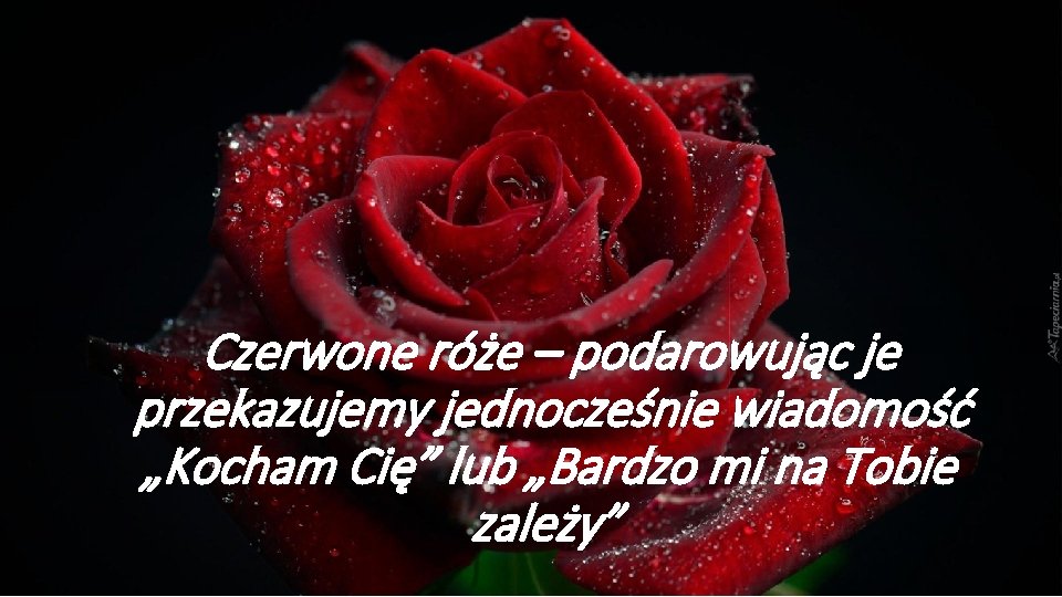 Czerwone róże – podarowując je przekazujemy jednocześnie wiadomość „Kocham Cię” lub „Bardzo mi na