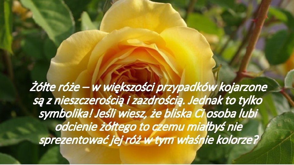 Żółte róże – w większości przypadków kojarzone są z nieszczerością i zazdrością. Jednak to