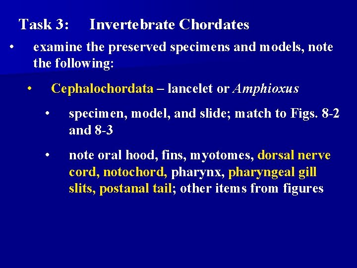Task 3: • Invertebrate Chordates examine the preserved specimens and models, note the following: