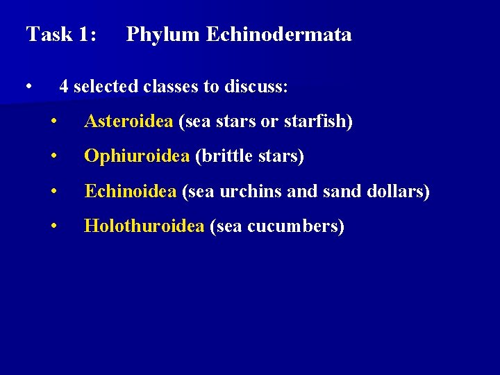 Task 1: • Phylum Echinodermata 4 selected classes to discuss: • Asteroidea (sea stars