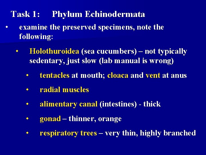 Task 1: • Phylum Echinodermata examine the preserved specimens, note the following: • Holothuroidea