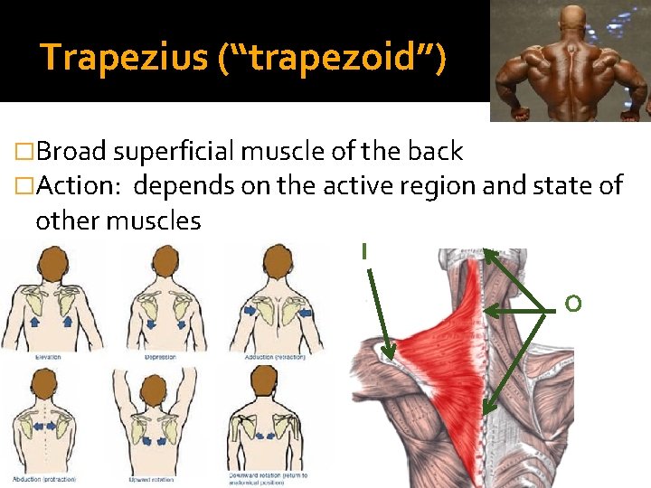 Trapezius (“trapezoid”) �Broad superficial muscle of the back �Action: depends on the active region