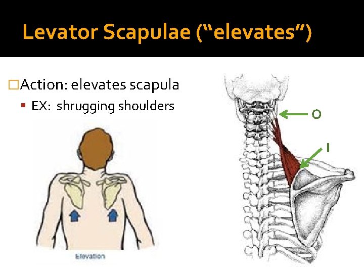 Levator Scapulae (“elevates”) �Action: elevates scapula EX: shrugging shoulders O I 