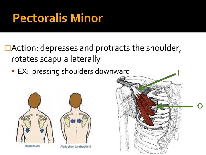 Pectoralis Minor �Action: depresses and protracts the shoulder, rotates scapula laterally EX: pressing shoulders