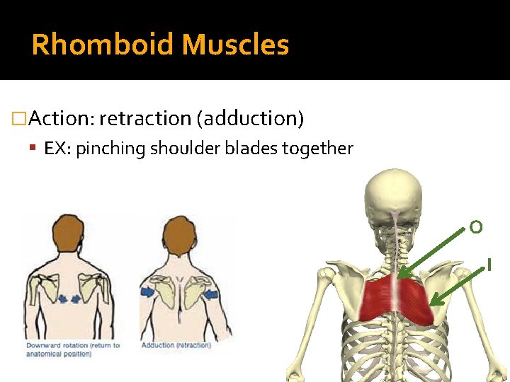 Rhomboid Muscles �Action: retraction (adduction) EX: pinching shoulder blades together O I 
