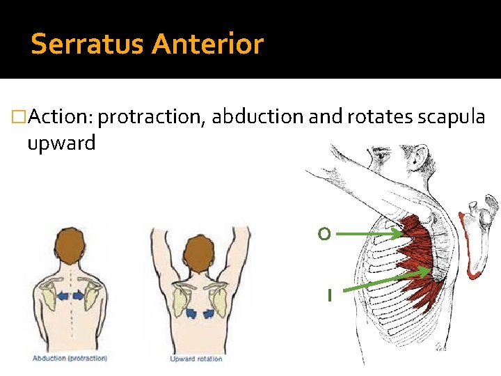 Serratus Anterior �Action: protraction, abduction and rotates scapula upward O I 
