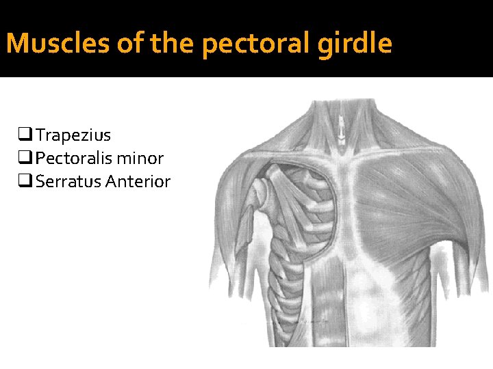 Muscles of the pectoral girdle q. Trapezius q. Pectoralis minor q. Serratus Anterior 