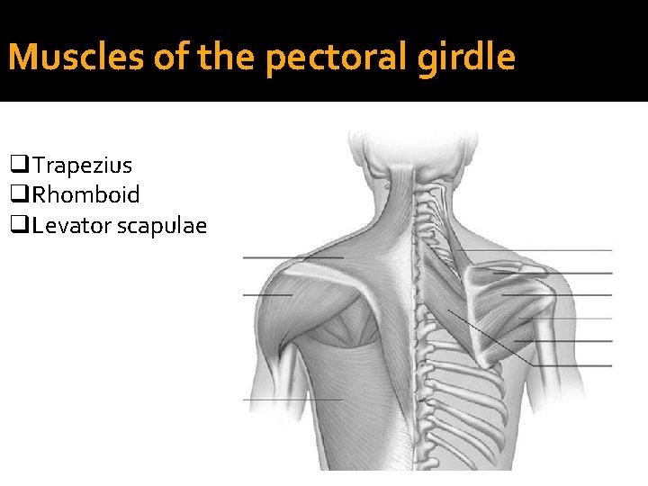 Muscles of the pectoral girdle q. Trapezius q. Rhomboid q. Levator scapulae 