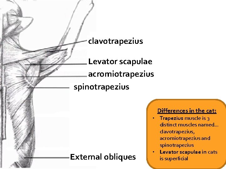 clavotrapezius Levator scapulae acromiotrapezius spinotrapezius Differences in the cat: External obliques • Trapezius muscle