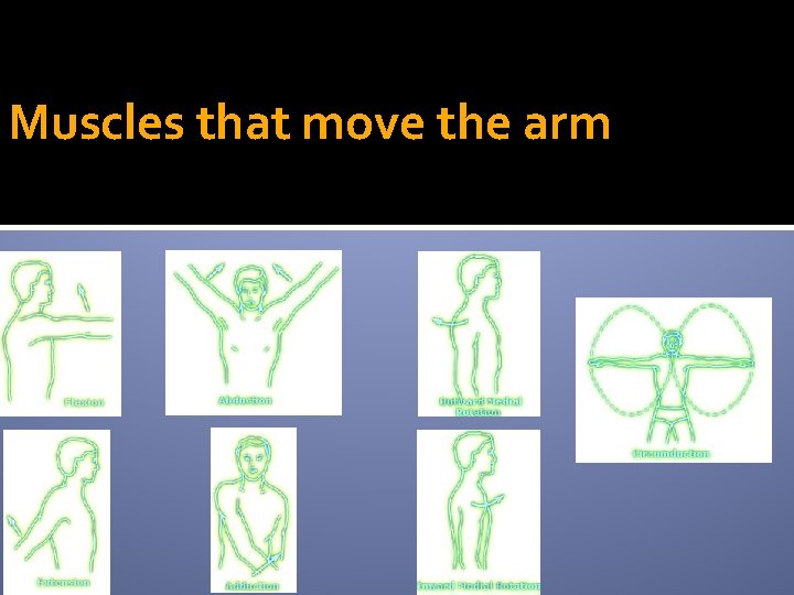 Muscles that move the arm 