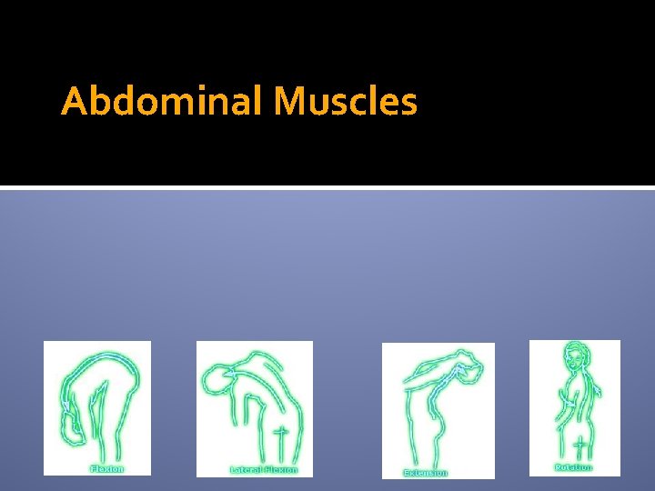 Abdominal Muscles 