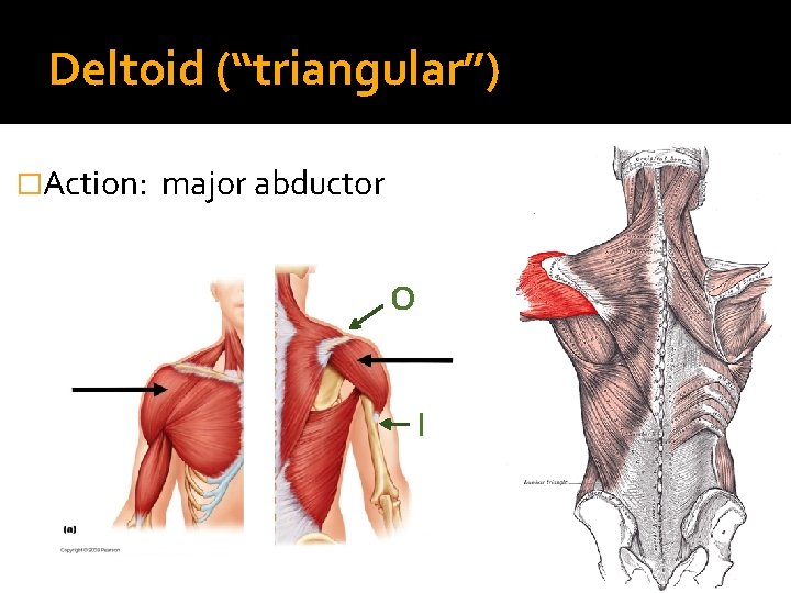 Deltoid (“triangular”) �Action: major abductor O I 