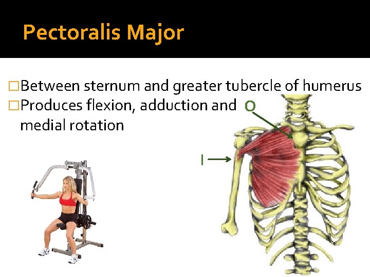 Pectoralis Major �Between sternum and greater tubercle of humerus �Produces flexion, adduction and O
