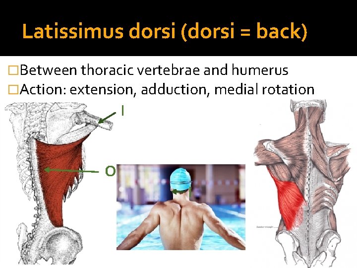 Latissimus dorsi (dorsi = back) �Between thoracic vertebrae and humerus �Action: extension, adduction, medial