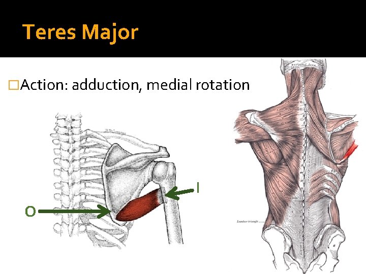 Teres Major �Action: adduction, medial rotation I O 