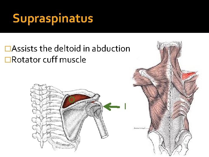 Supraspinatus �Assists the deltoid in abduction �Rotator cuff muscle O I 