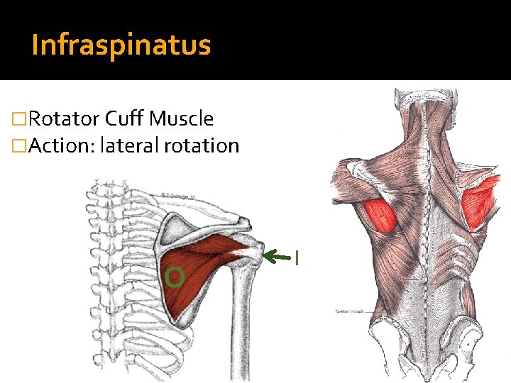 Infraspinatus �Rotator Cuff Muscle �Action: lateral rotation O I 