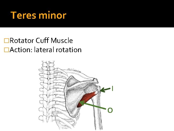 Teres minor �Rotator Cuff Muscle �Action: lateral rotation I O 