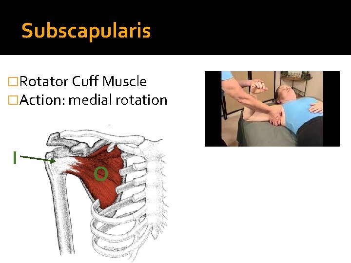 Subscapularis �Rotator Cuff Muscle �Action: medial rotation I O 