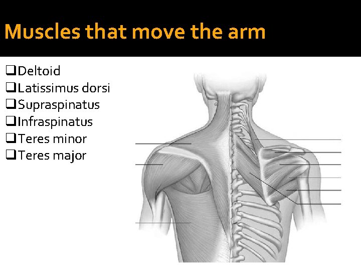 Muscles that move the arm q. Deltoid q. Latissimus dorsi q. Supraspinatus q. Infraspinatus